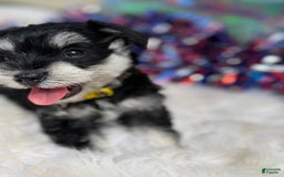 Miniature Schnauzer dogs for sale: BELLA - Image 7