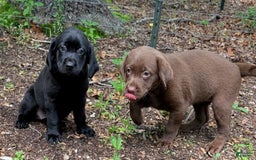 Labrador Retriever dogs for sale: Snips - Image 4