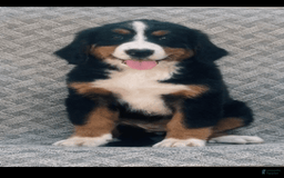Bernese Mountain Dog dogs for sale: Blake - Image 1