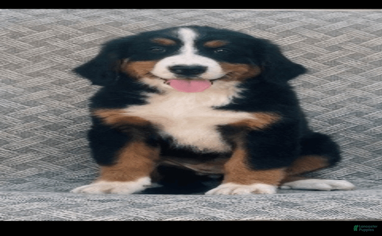 Bernese Mountain Dog dogs for sale - Ad 2