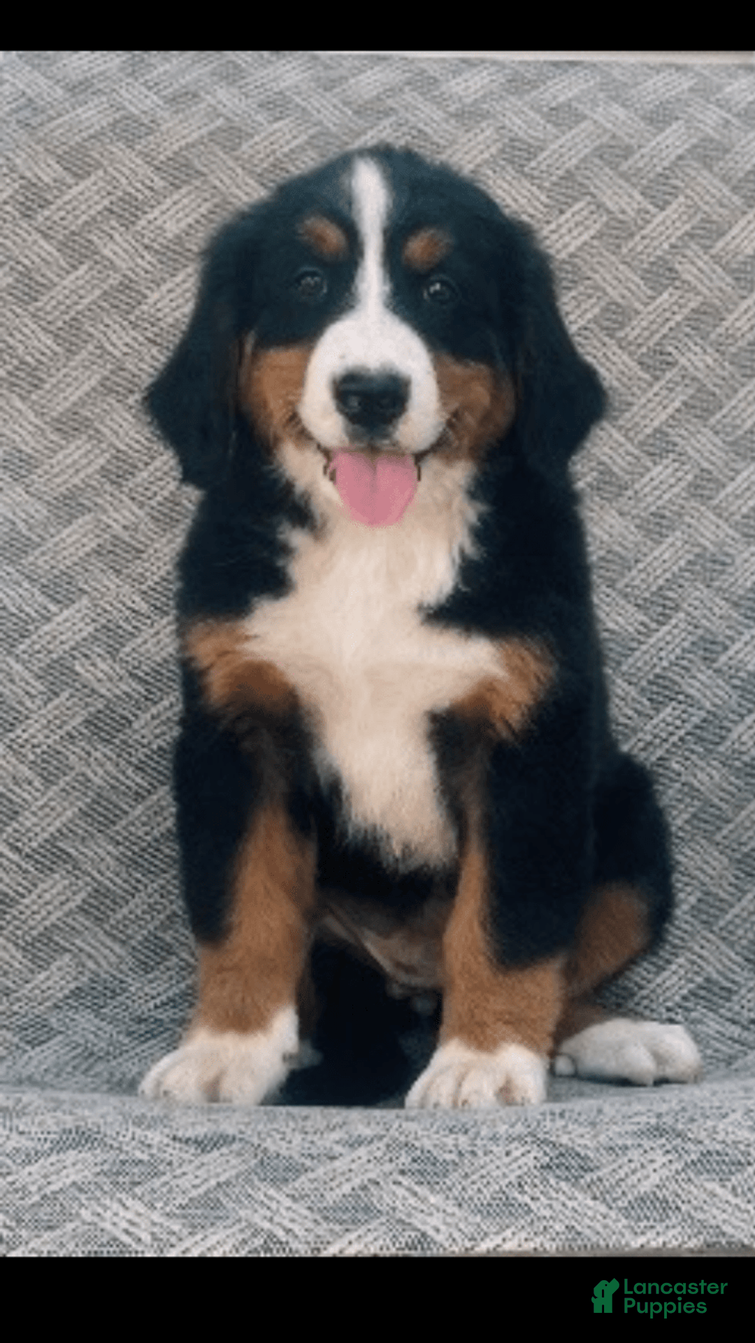 Bernese Mountain Dog dogs for sale: Blake - Image 1