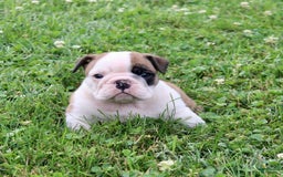English Bulldog dogs for sale: Wendy - Image 9