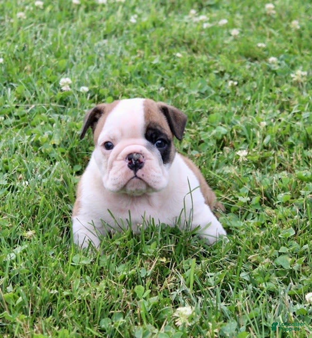 English Bulldog dogs for sale: Wendy - Image 9