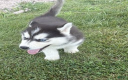 Siberian Husky dogs for sale: Tortuga - Image 13