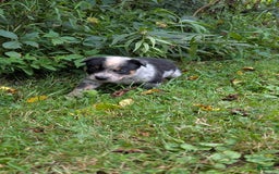 Australian Cattle Dog dogs for sale: Ranger - Image 3