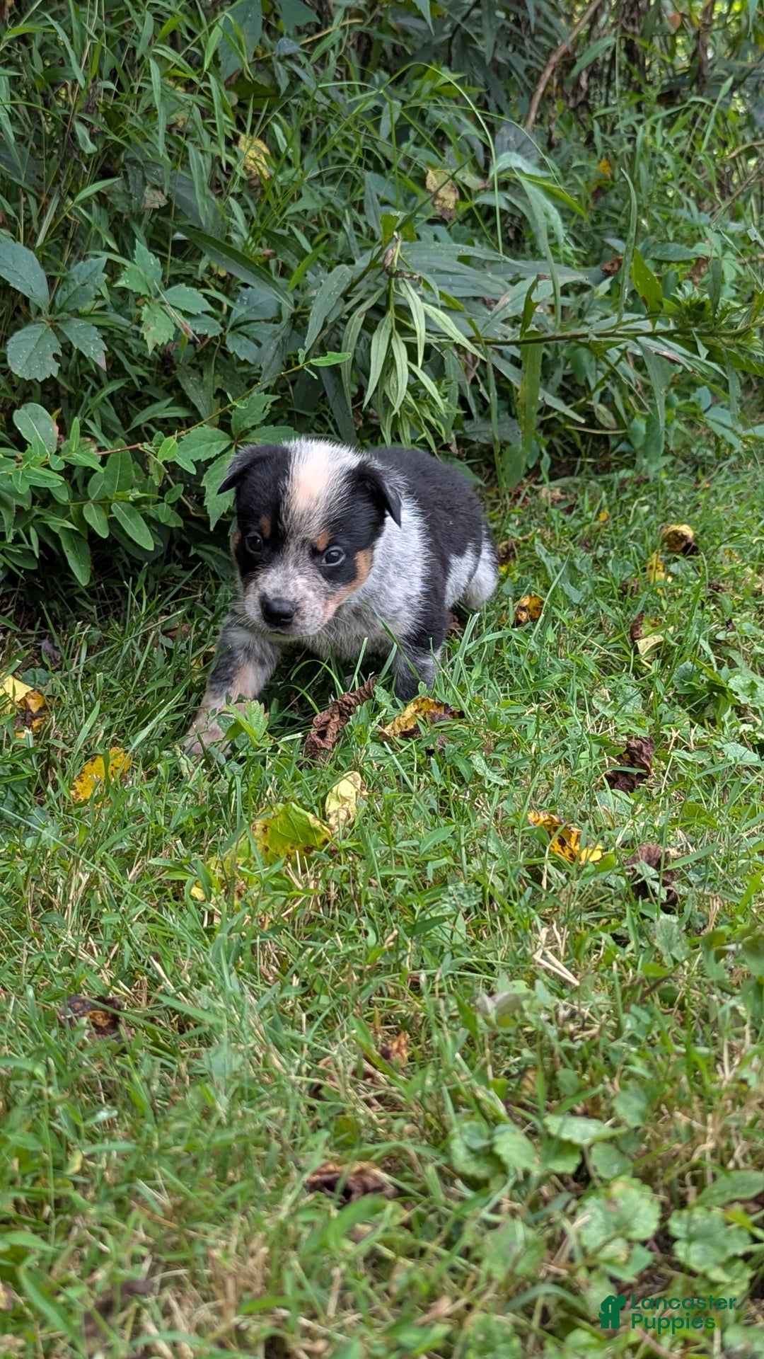 Australian Cattle Dog dogs for sale: Ranger - Image 3