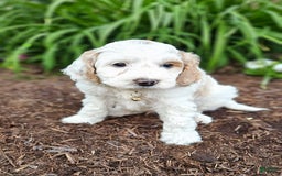 Miniature Poodle dogs for sale: Champ - Image 1