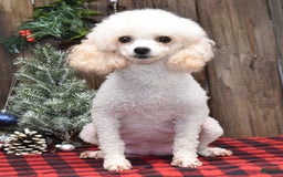 Toy Poodle dogs for sale: Tinkerbell - Image 19