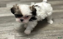 Shih Tzu dogs for sale: Prince - Image 8