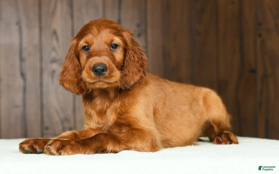 Irish Setter dogs for sale: Milo - Image 1