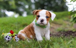 Beabull dogs for sale: Harley - Image 2