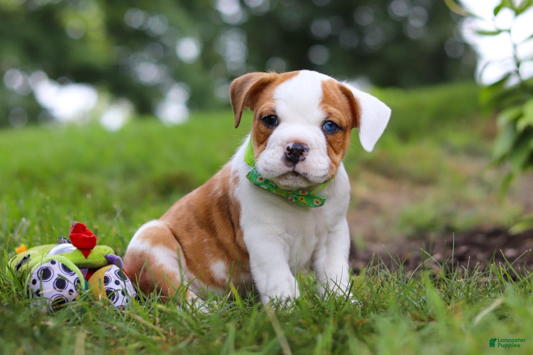 Beabull dogs for sale: Harley - Image 2