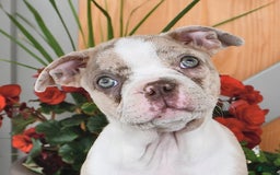 Boston Terrier dogs for sale: Laura - Image 4