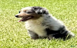 Miniature Australian Shepherd dogs for sale: F-purple - Image 8