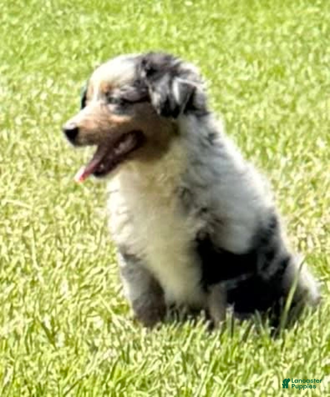 Miniature Australian Shepherd dogs for sale: F-purple - Image 8