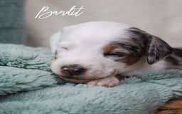 Doxiepoo dogs for sale: Bandit - Image 4