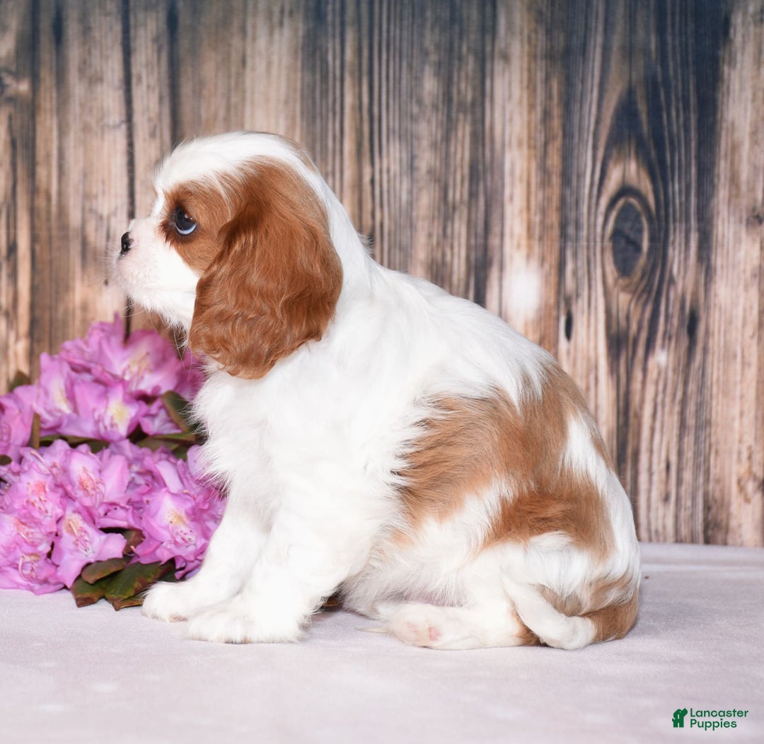 Cavalier King Charles Spaniel dogs for sale: Fritz - Image 5