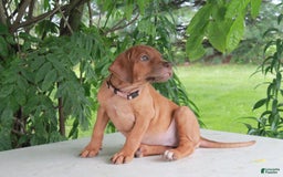 Rhodesian Ridgeback dogs for sale: Gwen - Image 2