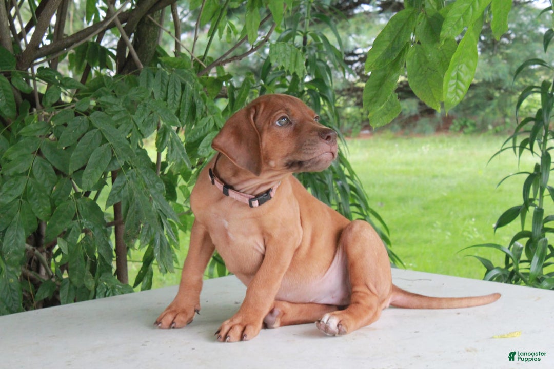 Rhodesian Ridgeback dogs for sale: Gwen - Image 2
