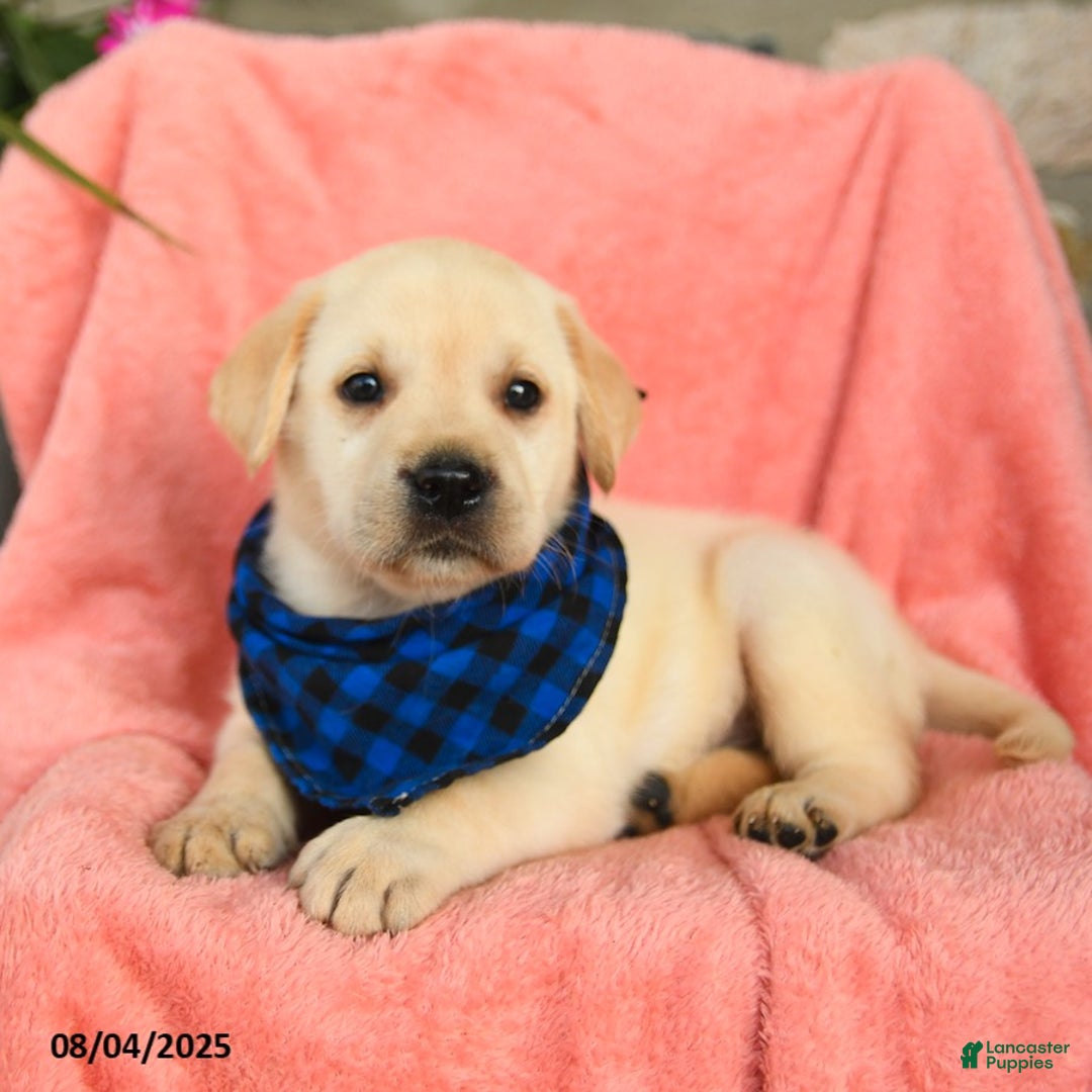 Labrador Retriever dogs for sale: Brie - Image 5