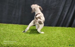 Catahoula Leopard Dog dogs for sale: Diamond 2025 F3 - Image 11