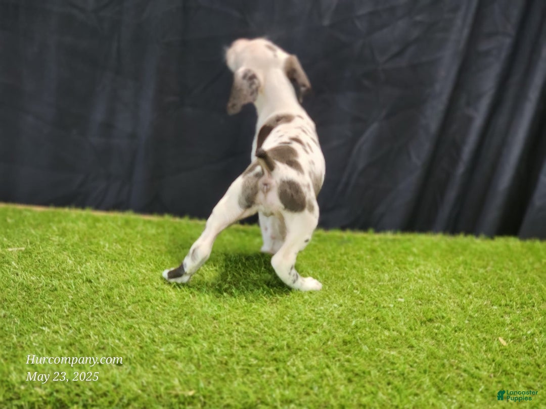 Catahoula Leopard Dog dogs for sale: Diamond 2025 F3 - Image 11