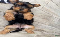 Yorkshire Terrier dogs for sale: Female / Yellow Collar - Image 4