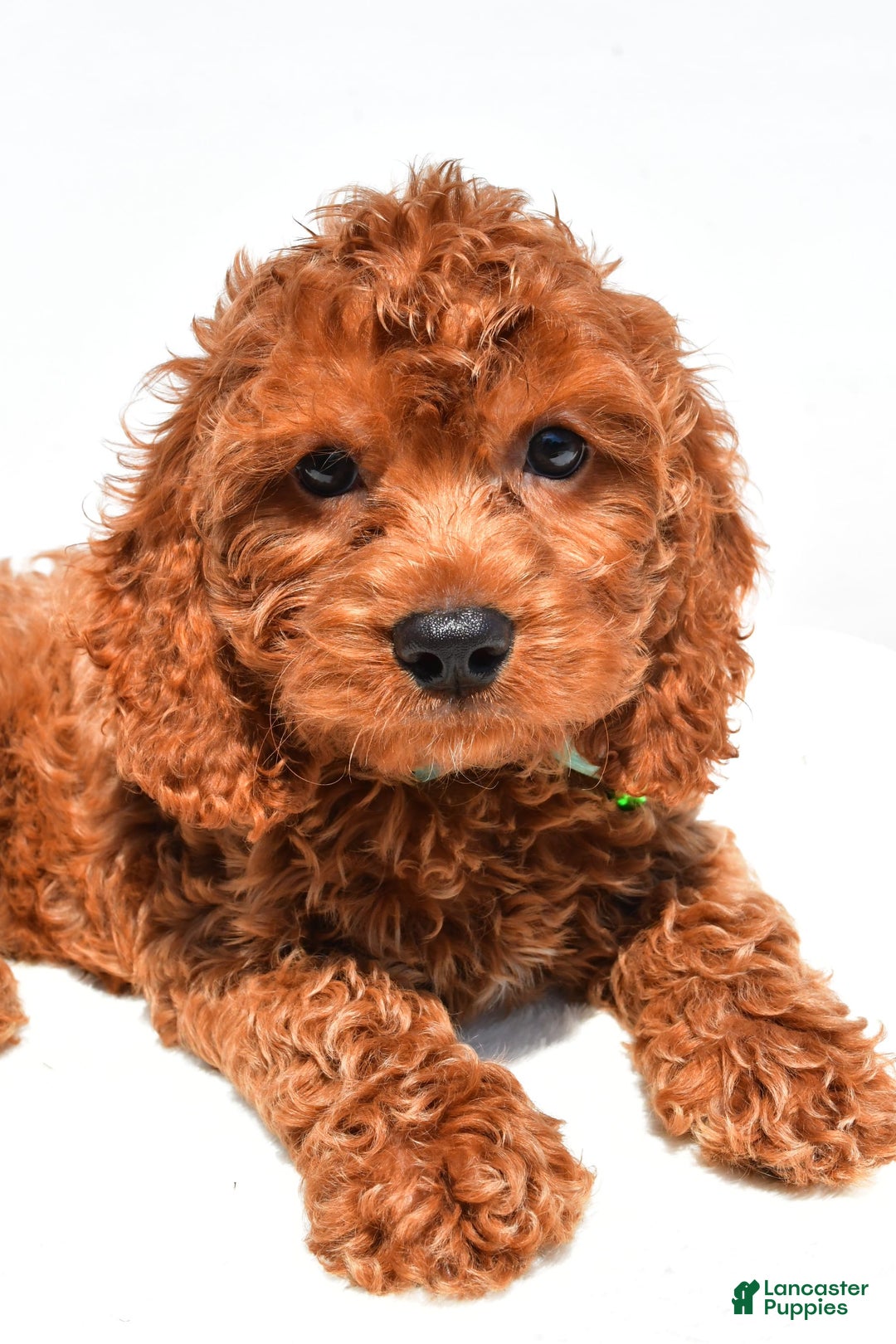 Cockapoo dogs for sale: Lucky - Image 5