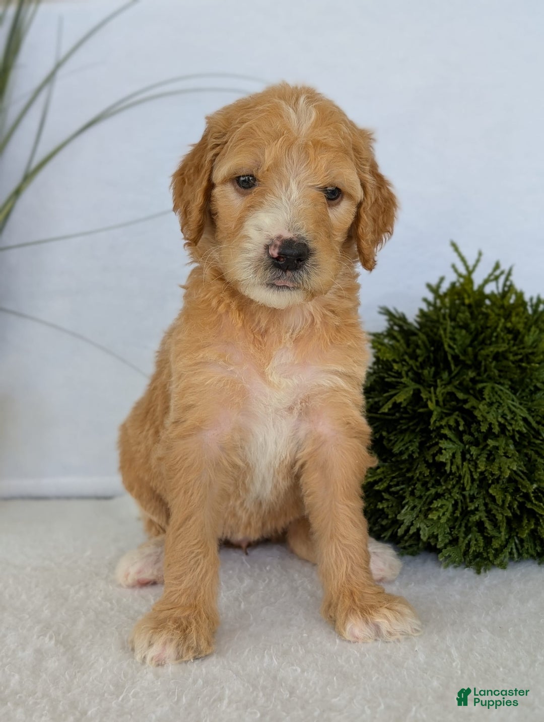 Goldendoodle dogs for sale: Sadie - Image 14