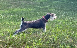 Miniature Schnauzer dogs for sale: Tillie - Image 16