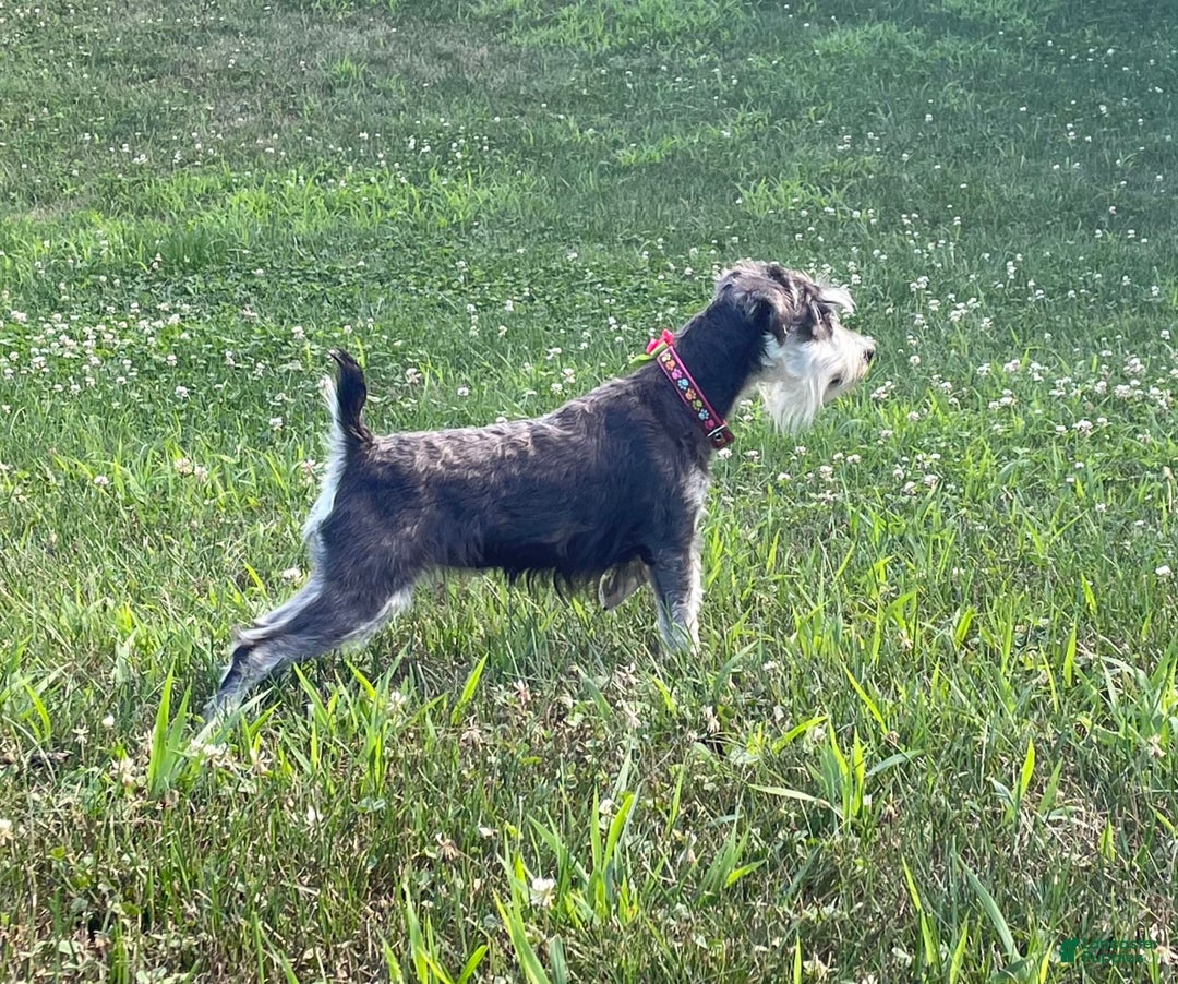 Miniature Schnauzer dogs for sale: Tillie - Image 16