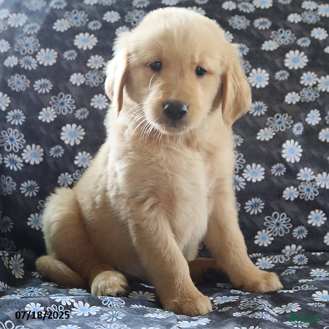 Golden Retriever dogs for sale: Rocky - Image 2