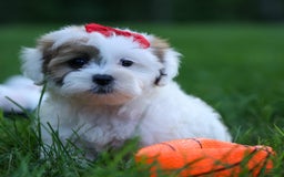 Shihpoo dogs for sale: Sage - Image 7