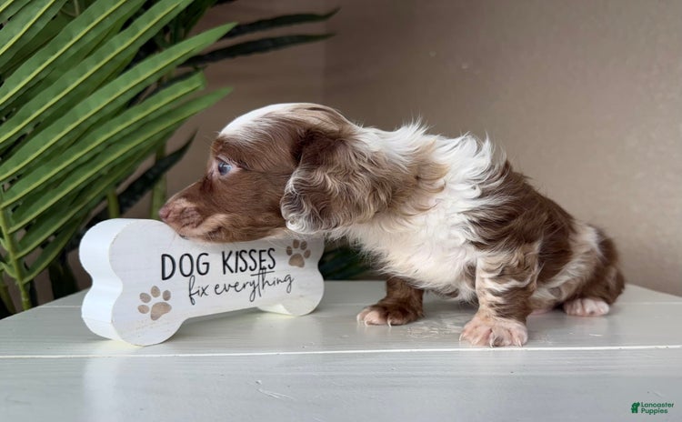 Dachshund dogs for sale - Ad 2