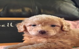 Mini Goldendoodle dogs for sale: Tinkerbell - Image 7