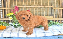 Mini Goldendoodle dogs for sale: Primrose - Image 2