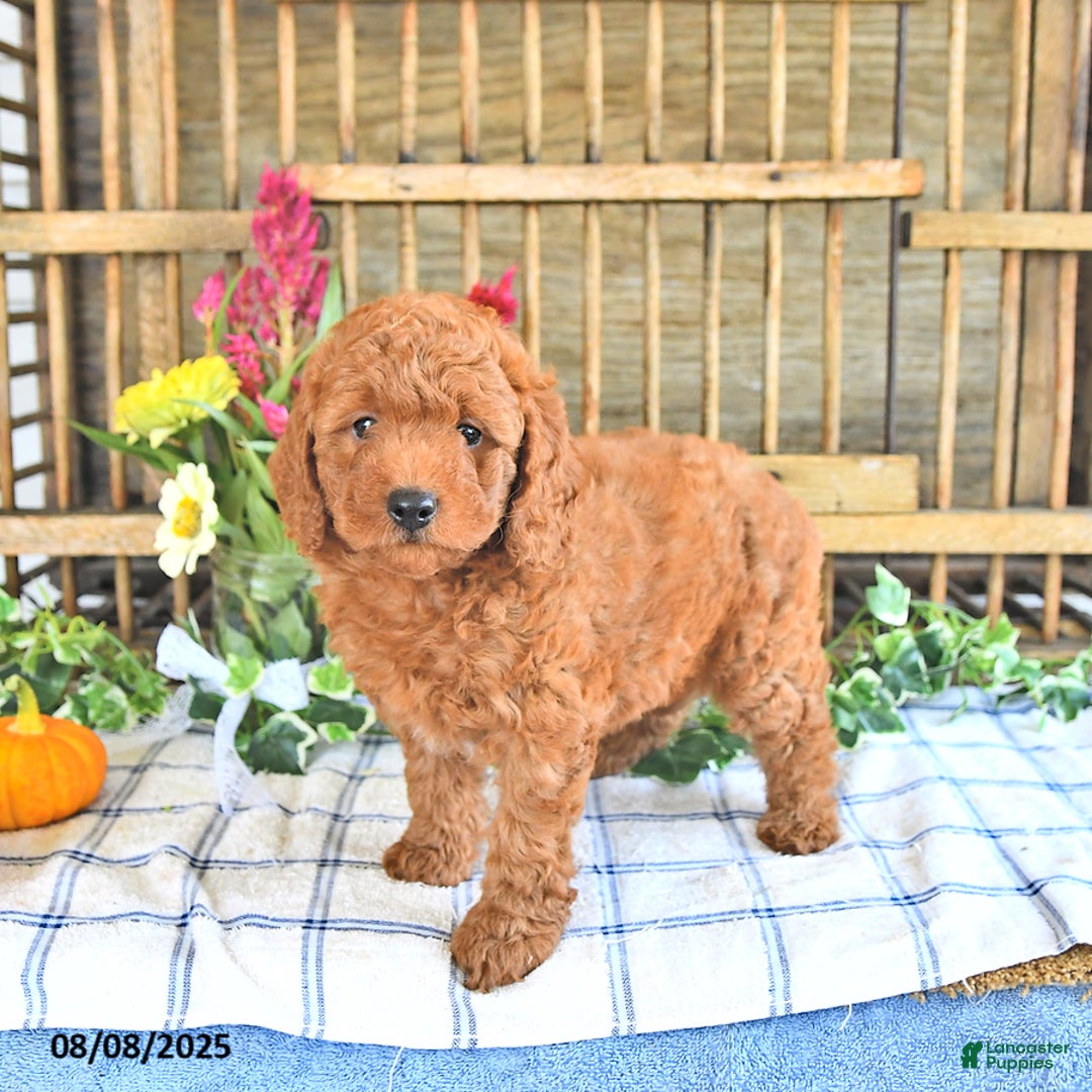 Mini Goldendoodle dogs for sale: Primrose - Image 2