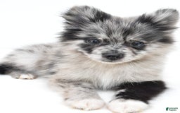 Pomeranian dogs for sale: Dolly - Image 6