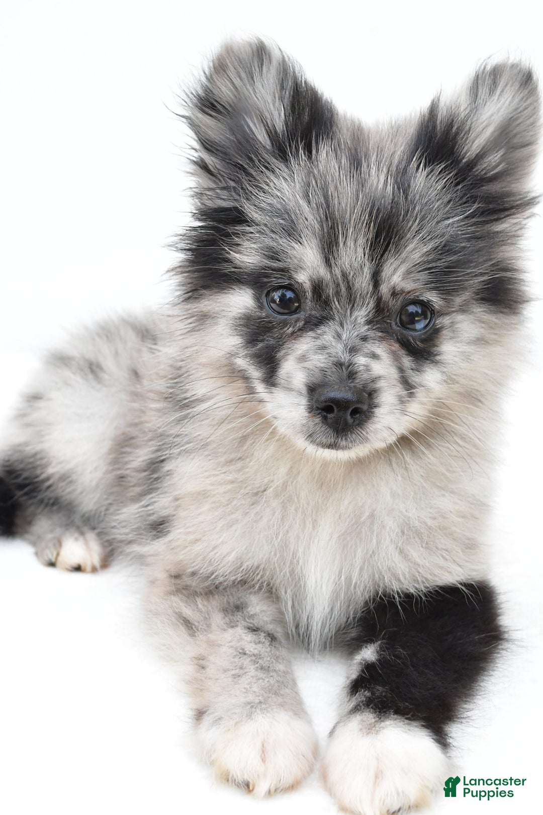 Pomeranian dogs for sale: Dolly - Image 6