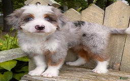 Mini Bernedoodle dogs for sale: 💜 Boston Ma 💜 Mini Bernedoodle - Image 15