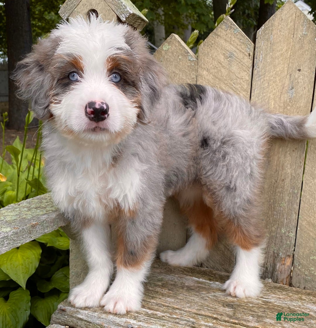 Mini Bernedoodle dogs for sale: 💜 Boston Ma 💜 Mini Bernedoodle - Image 15