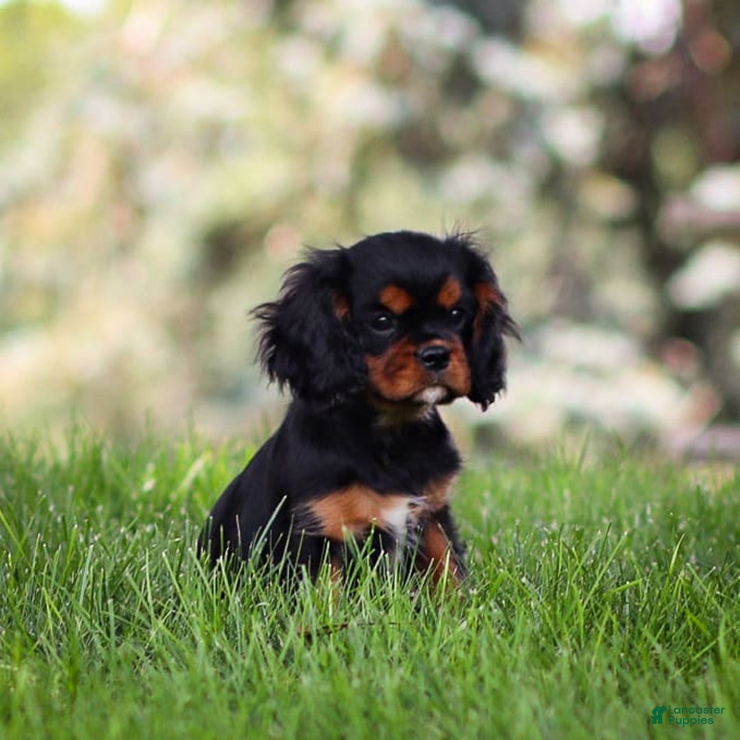 Cavalier King Charles Spaniel dogs for sale: Rocky - Image 4