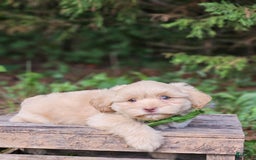 Maltipoo dogs for sale: Litter box trained - Image 2