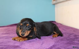 Dachshund dogs for sale: Dachshund 4 puppies - Image 4