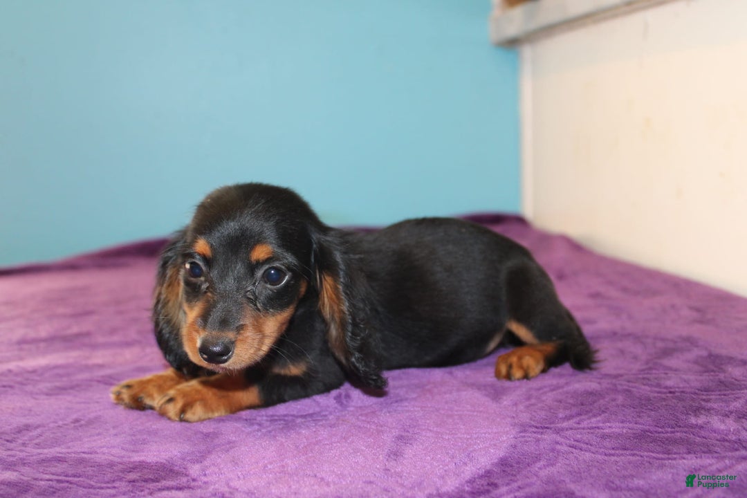 Dachshund dogs for sale: Dachshund 4 puppies - Image 4