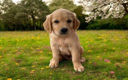 Golden Retriever dogs for sale: Sammy - Image 7
