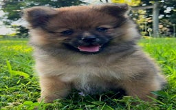 Pomeranian dogs for sale: Andi - Image 10