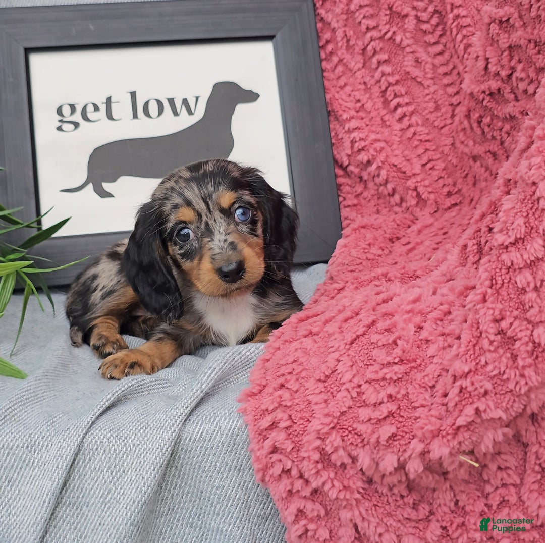 Miniature Dachshund dogs for sale: JOSEPHINE - Image 4