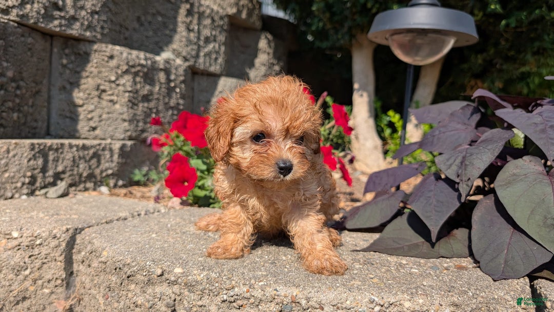 Cavapoo dogs for sale: Kobe - Image 3