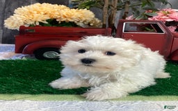 Maltese dogs for sale: Mister - Image 4